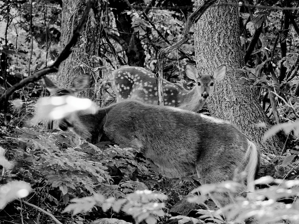 Morning Photo Walk With Butch and Tom